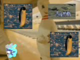 2015-11-27 20_07_52-Spin Spinner 6_ Penguin Edition.png